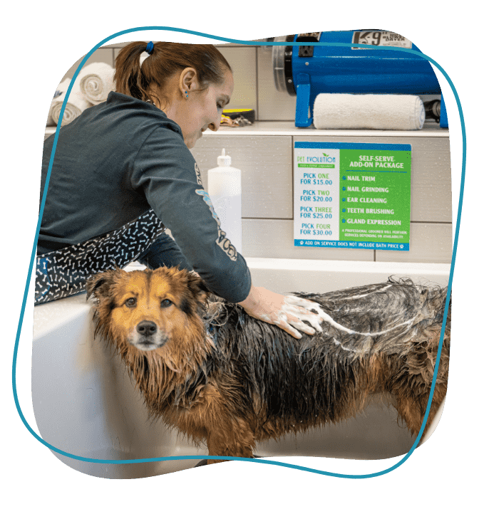 Shoreline Good Life Pet Memberships Pet Evolution Shoreline WA